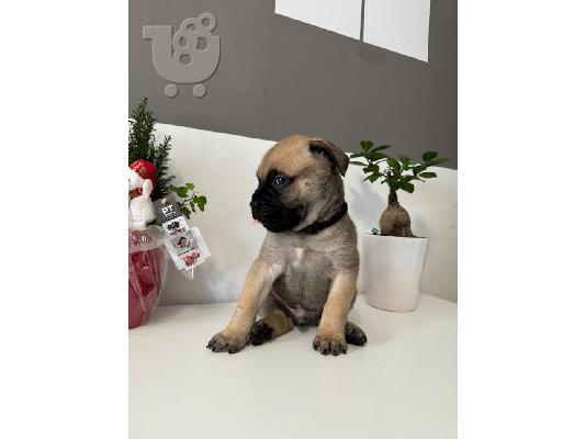 Κουτάβια Bullmastiff